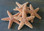 small sugar starfish assortment