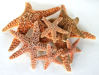 6 to 7-3/4 inches Sun Dried Real Sugar Starfish for Crafts