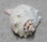 Atlantic Whelk