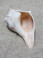Atlantic Whelk