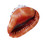 Cameo Seashell
