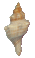 Fox Shell Small