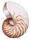 Natural Nautilus Seashell