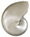 Pearl Nautilus Seashell