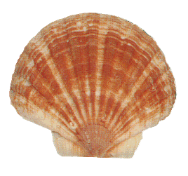 Irish Flat Pectin Seashells - Irish Scallop Shell - Craft Shells