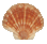 Irish Flat Pectin Seashell
