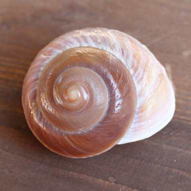 Mountain Land Snail Shell - California Seashell Company