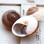 Mountain Land Snail Shell 3"+