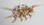 Rugosa Scorpion Seashell