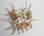 Cluster of Scorpion Shells