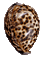 Tiger Cowrie Seashells