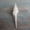 Spindle Sea Shell