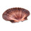Mexican Flat Seashells 3"+