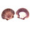Mexican Flat Seashells 3"+