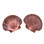 Mexican Flat Seashells 3"+