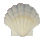 Pectin Albican Seashell 2"+