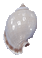 Purple Bonnet Seashell 2-3"
