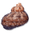 Turbo Petholatus Tapestry Turban Shell