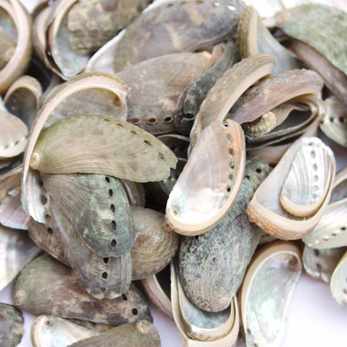 Donkey Ear Abalone Shells - California Seashell Company