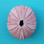 Pink Sea Urchin Magnet