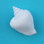 White Strombus Magnet