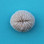 Mushroom Coral Magnet