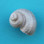 Pearl Turbo Magnet