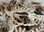 Sliced Millipede Scorpion Shell