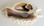 Sliced Millipede Conch