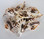 Cut Millipede Conch