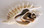 Sliced Millipede Conch