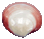 Polished Tiger Clam Half - Tigerina