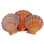 Lion Paw Seashell