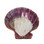 Scallop Shell