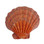Orange Lion's Paw Shell
