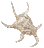 Chiragra Spider Conch Seashell