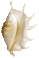 Truncata Spider Conch Seashell