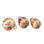 Whorl Shell