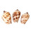 Polished Volute Shells