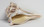 Lip and underside of whelk