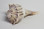 Left Hand "Lightning" Whelk