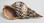 Underside of Triton Shell