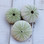 Green Sea Urchin