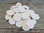 Sea Cookies - Small Sand Dollars