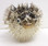 Front View - Puffer Fish