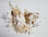 Cluster of Ramose Murex Seashells