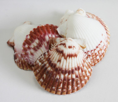 Calico Scallop 1kg, 500g, 250g - Buy Shells Online - Shell Paradise