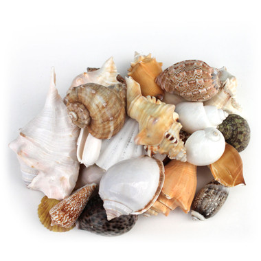 12 Sea Shell Collection - Assorted Mix 1-3 – Luxe Curations