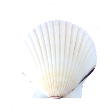 Giant White Irish Scallop Seashells - White Pectin Shells - Beach Wedding  Decor - California Seashell Company