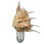 Lambis Shell Nigh Light On